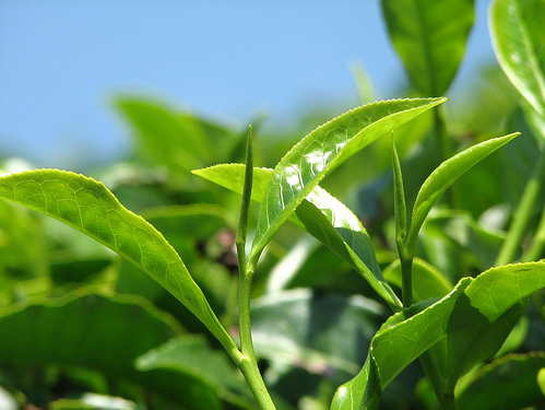 Минеральная основа с зеленым чаем